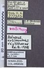 Etiketten zu Athous rufiventris (NHMW-ZOO-COL-0008569)